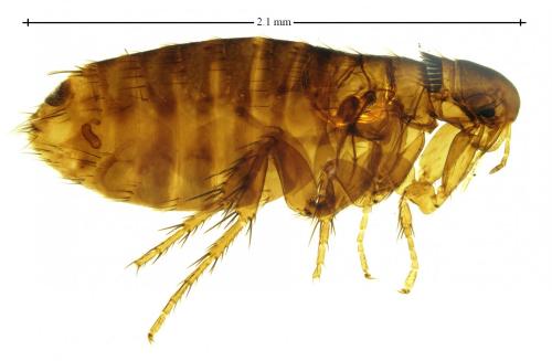 Megabothris turbidus